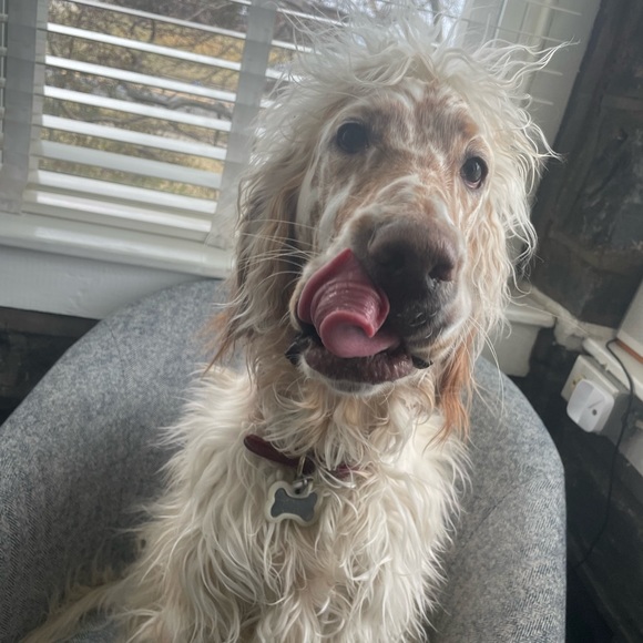 Meet your Posher, Devon - Picture 2 of 2